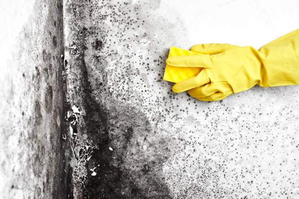 Best Post-Flood Mold Remediation in Wooster, OH