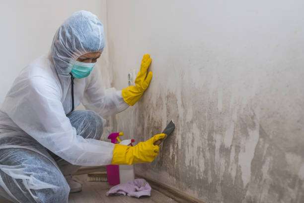 Best Industrial Mold Remediation in Wooster, OH