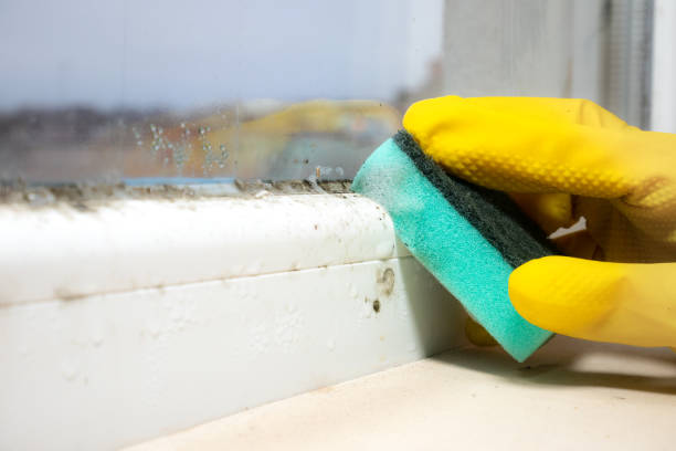 Best Commercial Mold Remediation in Wooster, OH