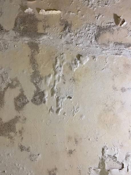 Best Emergency Mold Remediation in Wooster, OH