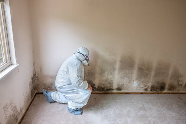 Best White Mold Remediation in Wooster, OH