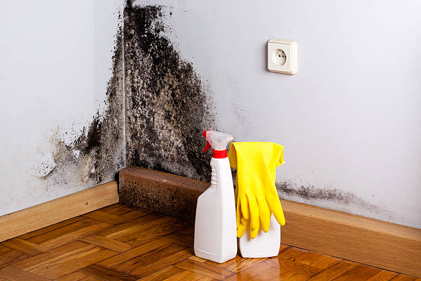 Best Localized Mold Remediation (e.g., coastal areas, humid climates) in Wooster, OH